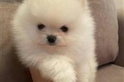 $350 : Pomerania en venta thumbnail