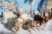 Chihuahua puppies for sale en Miami
