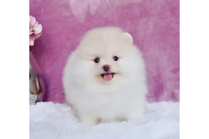 $300 : Pomeranian puppies and French image 3