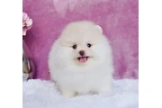 $300 : Pomeranian puppies and French thumbnail