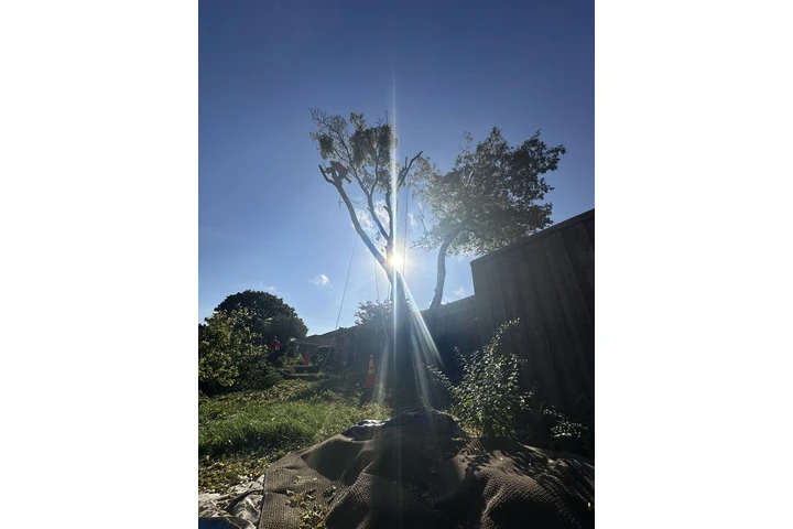 Tree service image 7