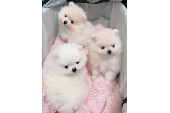 $350 : cachorros pomerania image 1
