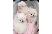 cachorros pomerania en Poplar Bluff