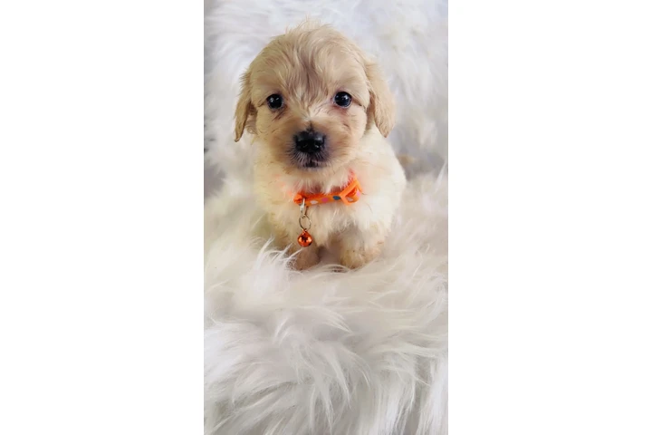 $350 : MALTIPOOS image 1