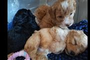 $500 : Adorable Maltipoo Puppy thumbnail