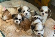 Adorable Shih Tzu Puppies en Chicago
