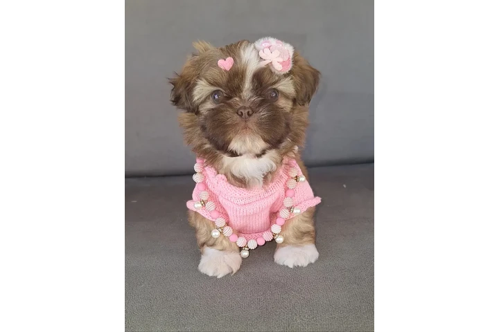 $350 : Cachorro Shihtzu image 2