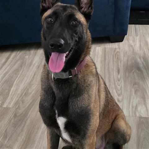 $800 : Belgian Malinois image 7