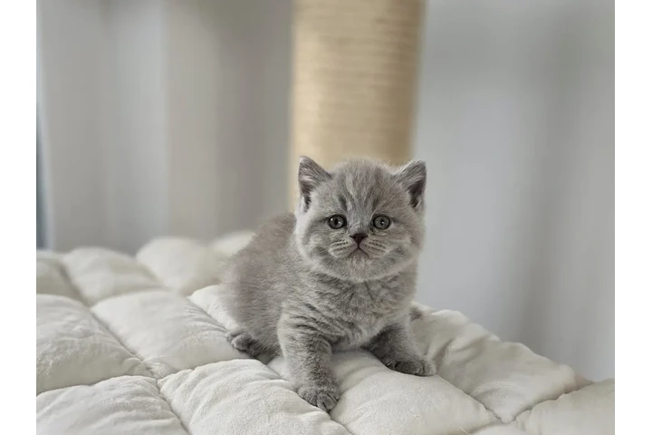 $260 : British shorthair Ready image 2