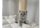 $260 : British shorthair Ready thumbnail