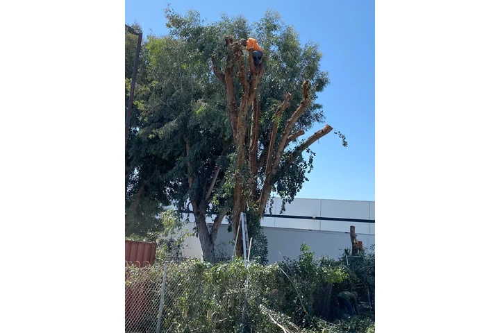 🌳 Cuidado Verde Total 💧 image 2