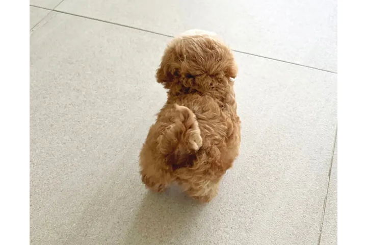 $350 : Micro Poodle image 6