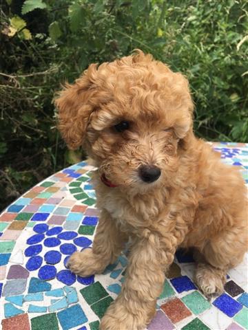 $550 : Toy Poodle Puppies For Sale image 1