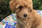 $550 : Toy Poodle Puppies For Sale thumbnail