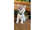$550 : Gatito persa ojos verdes thumbnail