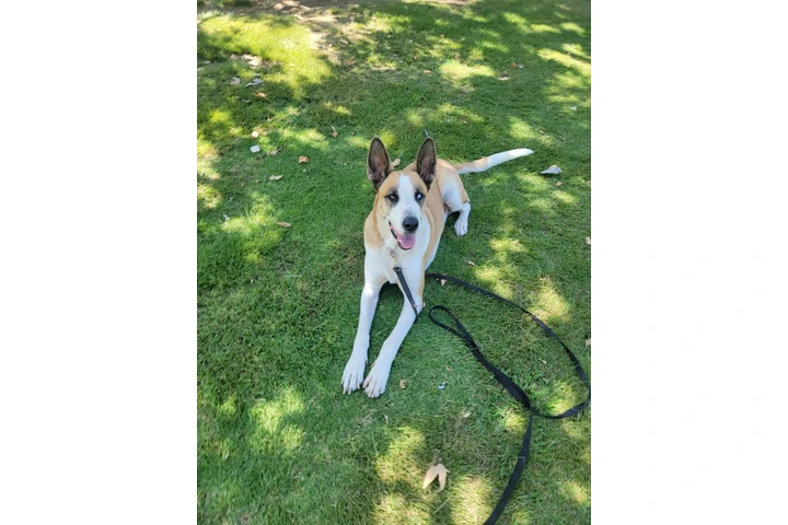$1 : Perro guardian. image 2