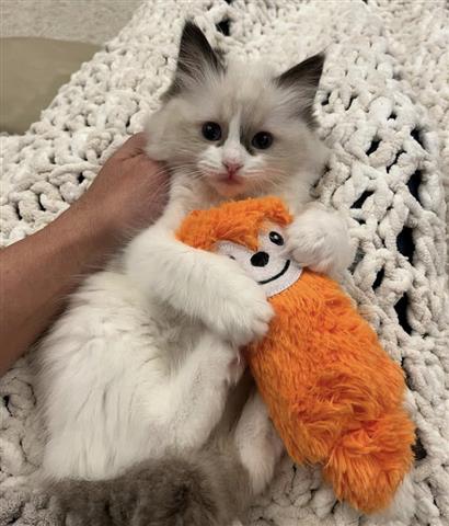 $380 : Gorgeous Ragdol kittens image 1