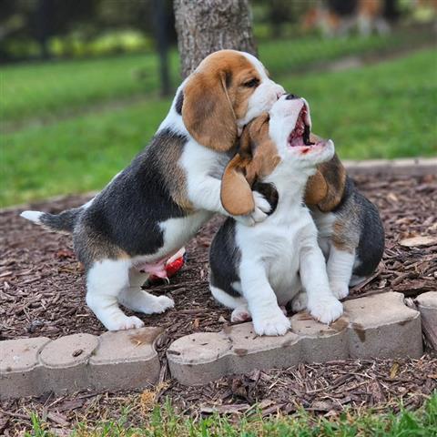 $500 : Cachorros Beagle en Adopción image 1