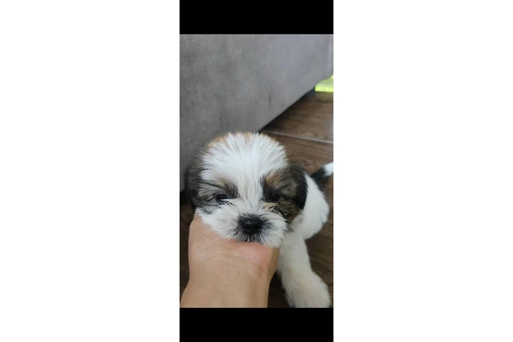 $350 : SHIHTZU image 1