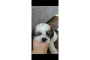 SHIHTZU en Birmingham