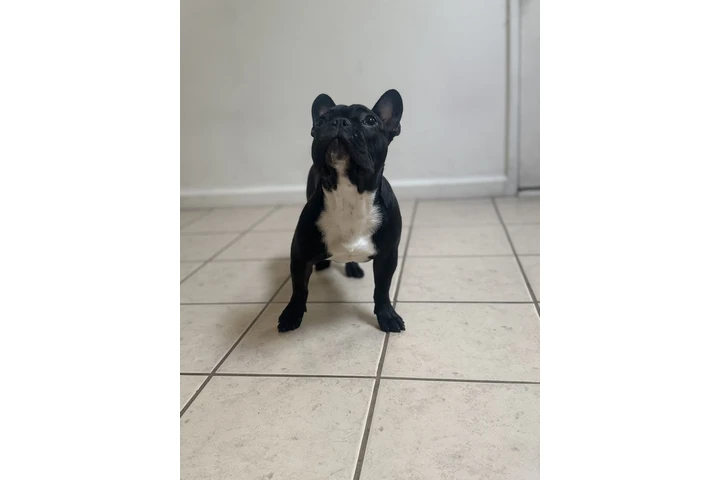 $600 : French Bulldog image 2