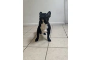 $600 : French Bulldog thumbnail