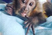 Capuchin monkeys thumbnail