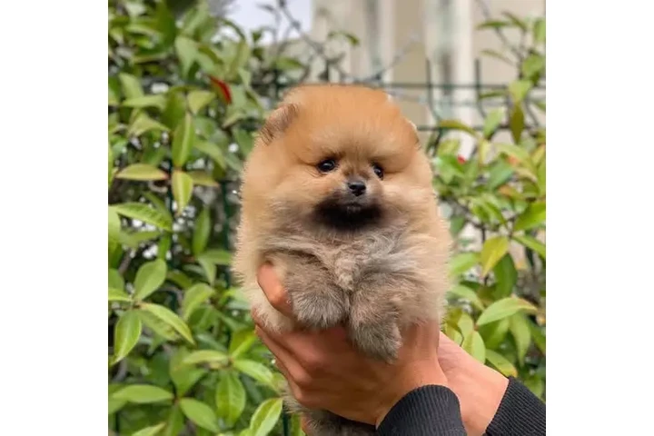 $350 : cachorros de Pomerania image 1