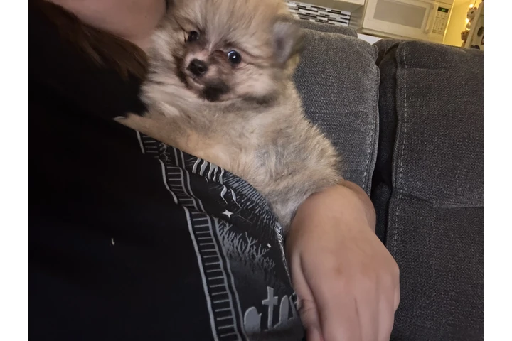 $650 : Pomeranian image 4