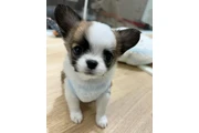 $350 : cachorros chihuahua thumbnail