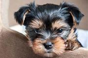 Easygoing Lively Sweet Yorkie. en Baltimore