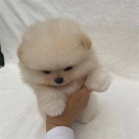 $500 : Teacup Pomeranian puppies 🐶 image 4