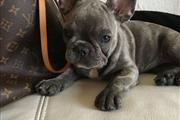 $350 : HAPPYDOG French bulldog thumbnail