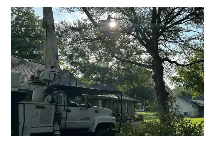 Professional Tree Care image 4