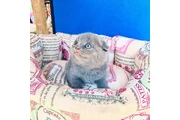 $240 : Maravilloso Scottish Fold thumbnail