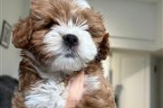 $1100 : Puppies FOR SALE thumbnail