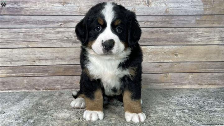 $330 : Bernese Mountain Dog Puppies image 1