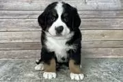 Bernese Mountain Dog Puppies en Bakersfield