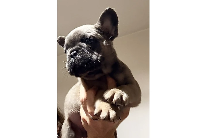 $899000 : Cachorros Bulldog Francés image 2