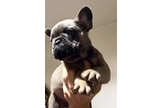 $899000 : Cachorros Bulldog Francés thumbnail