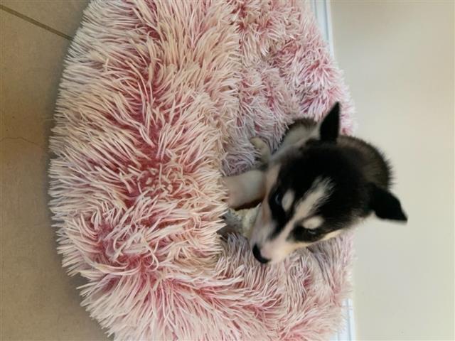 $520 : Siberian Husky Puppies. image 1