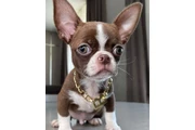 $250 : Pomeranian Chihuahua French thumbnail