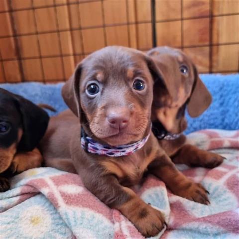 $500 : Adorable Dachshund Puppies image 4