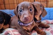 $500 : Adorable Dachshund Puppies thumbnail