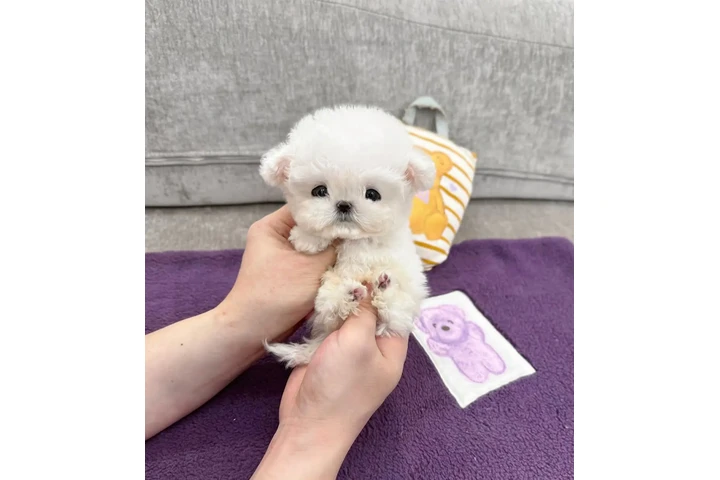 $350 : Micro taza de té bichonfris image 1