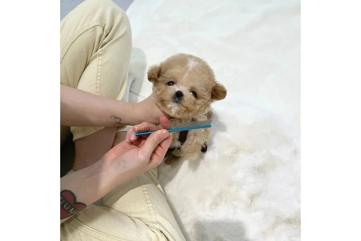 $350 : Cachorros Maltipoo image 2