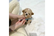 $350 : Cachorros Maltipoo thumbnail