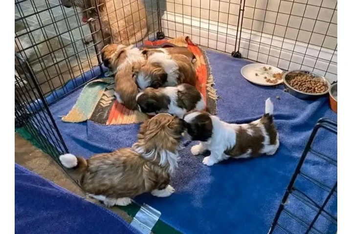 $350 : SHIHTZU image 1