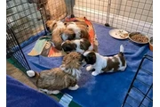 SHIHTZU en Miami