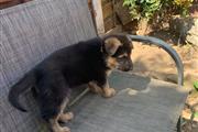 $500 : German shepherd puppy for sale thumbnail